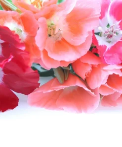 500 Godetia Grandiflora Clarkia Amoena Mixed BiColor Flower Seeds - Image 14