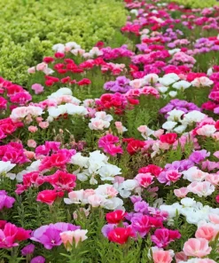 500 Godetia Grandiflora Clarkia Amoena Mixed BiColor Flower Seeds - Image 2