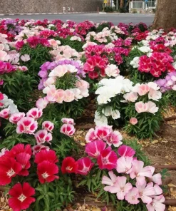 500 Godetia Grandiflora Clarkia Amoena Mixed BiColor Flower Seeds - Image 3