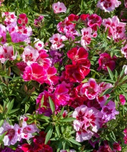 500 Godetia Grandiflora Clarkia Amoena Mixed BiColor Flower Seeds - Image 4