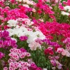 500 Godetia Grandiflora Clarkia Amoena Mixed BiColor Flower Seeds - Image 1
