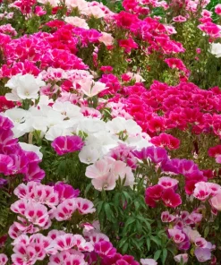 500 Godetia Grandiflora Clarkia Amoena Mixed BiColor Flower Seeds - Image 1