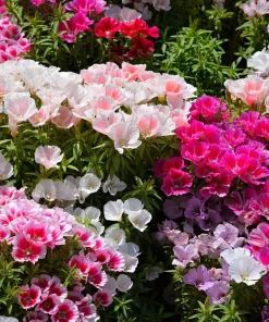 500 Godetia Grandiflora Clarkia Amoena Mixed BiColor Flower Seeds - Image 5