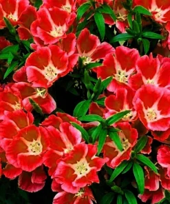 500 Godetia Grandiflora Clarkia Amoena Mixed BiColor Flower Seeds - Image 6