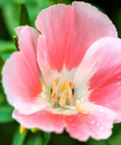 500 Godetia Grandiflora Clarkia Amoena Mixed BiColor Flower Seeds - Image 8