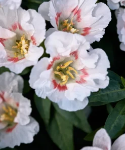 500 Godetia Grandiflora Clarkia Amoena Mixed BiColor Flower Seeds - Image 9