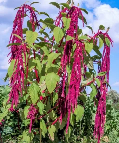 500 Love Lies Bleeding Amaranthus Caudatus Seeds - Kiss Me Over The Garden Gate Flower - Image 10