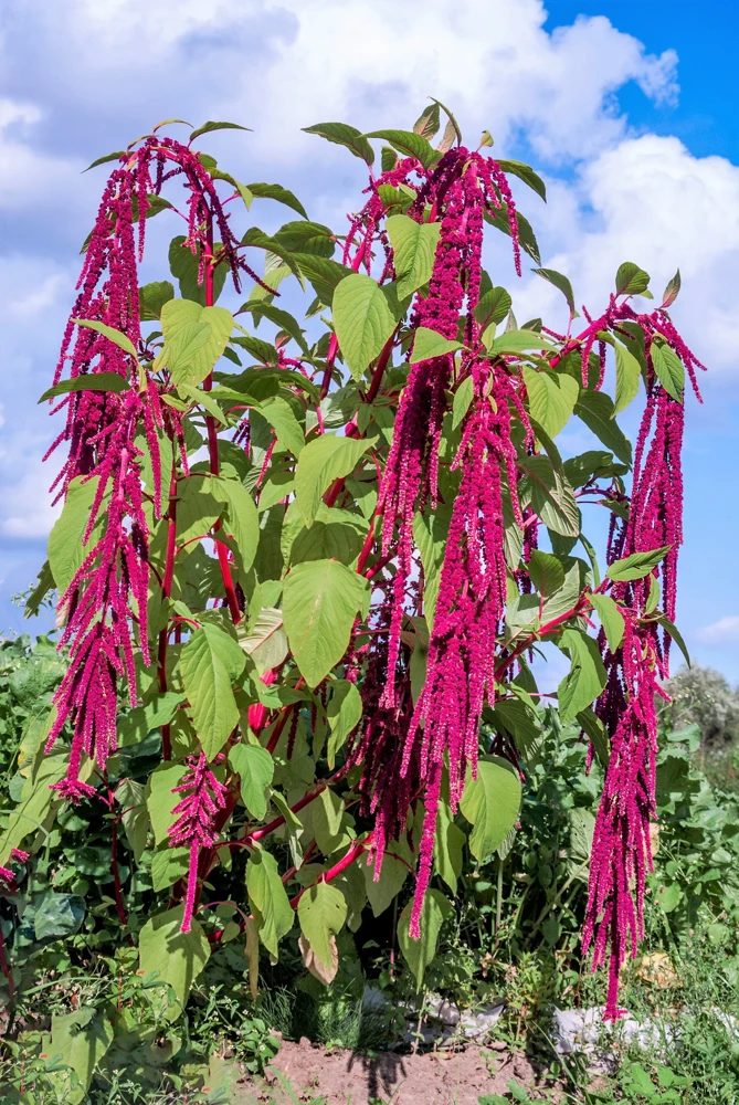 500 Love Lies Bleeding Amaranthus Caudatus Seeds - Kiss Me Over The Garden Gate Flower - Image 10