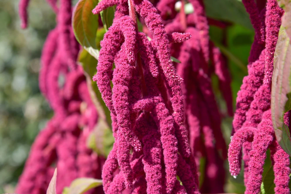 500 Love Lies Bleeding Amaranthus Caudatus Seeds - Kiss Me Over The Garden Gate Flower - Image 2
