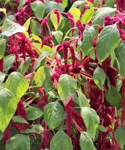 500 Love Lies Bleeding Amaranthus Caudatus Seeds - Kiss Me Over The Garden Gate Flower - Image 3