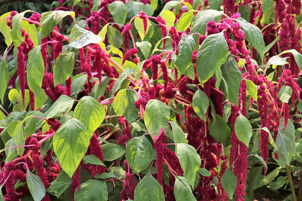 500 Love Lies Bleeding Amaranthus Caudatus Seeds - Kiss Me Over The Garden Gate Flower - Image 3