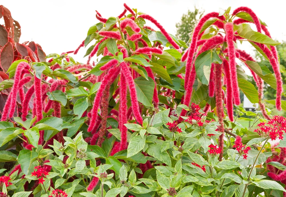 500 Love Lies Bleeding Amaranthus Caudatus Seeds - Kiss Me Over The Garden Gate Flower - Image 4