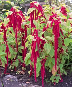 500 Love Lies Bleeding Amaranthus Caudatus Seeds - Kiss Me Over The Garden Gate Flower - Image 5
