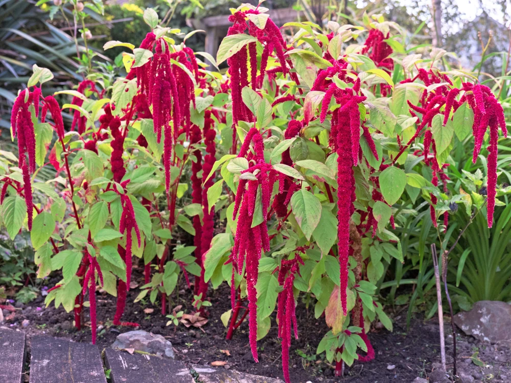 500 Love Lies Bleeding Amaranthus Caudatus Seeds - Kiss Me Over The Garden Gate Flower - Image 5