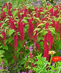 500 Love Lies Bleeding Amaranthus Caudatus Seeds - Kiss Me Over The Garden Gate Flower - Image 6