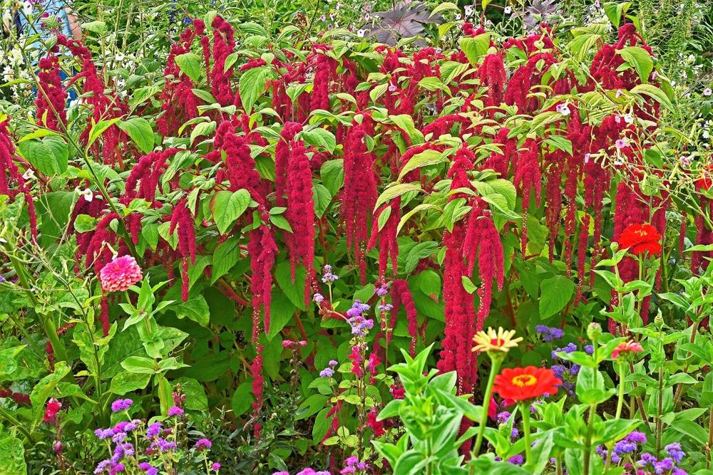 500 Love Lies Bleeding Amaranthus Caudatus Seeds - Kiss Me Over The Garden Gate Flower - Image 6