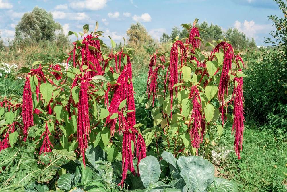 500 Love Lies Bleeding Amaranthus Caudatus Seeds - Kiss Me Over The Garden Gate Flower - Image 7
