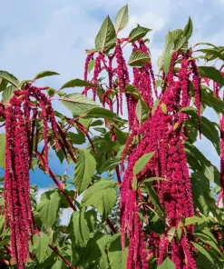 500 Love Lies Bleeding Amaranthus Caudatus Seeds - Kiss Me Over The Garden Gate Flower - Image 1