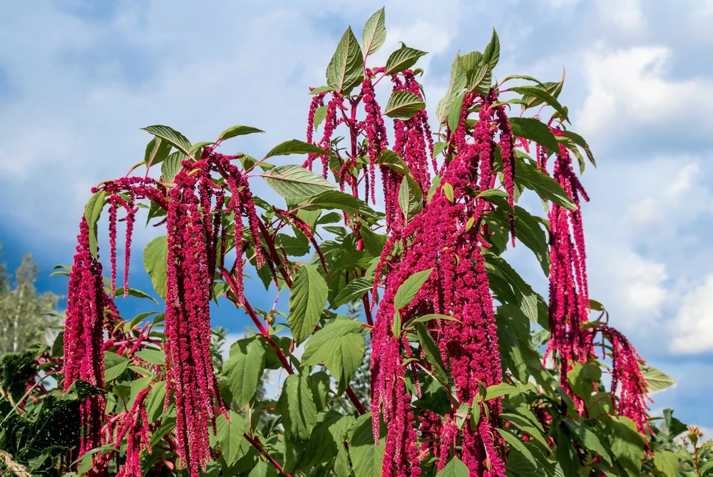 500 Love Lies Bleeding Amaranthus Caudatus Seeds - Kiss Me Over The Garden Gate Flower - Image 1