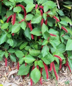 500 Love Lies Bleeding Amaranthus Caudatus Seeds - Kiss Me Over The Garden Gate Flower - Image 8