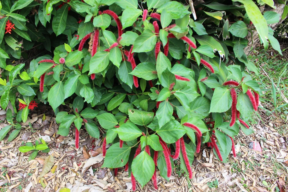 500 Love Lies Bleeding Amaranthus Caudatus Seeds - Kiss Me Over The Garden Gate Flower - Image 8