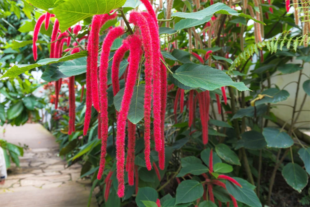 500 Love Lies Bleeding Amaranthus Caudatus Seeds - Kiss Me Over The Garden Gate Flower - Image 9