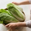 500 Michihili Cabbage Seeds - Chinese Chard, Bok Choy, Pak Choi - Image 1