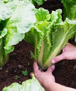 500 Michihili Cabbage Seeds - Chinese Chard, Bok Choy, Pak Choi - Image 2