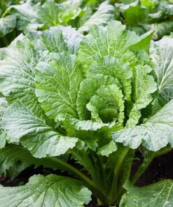 500 Michihili Cabbage Seeds - Chinese Chard, Bok Choy, Pak Choi - Image 3