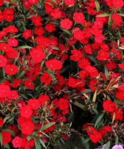 500 Mixed Chinese Pinks Seeds - China Rainbow Dianthus Chinensis Bicolor Flower - Image 10