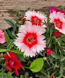 500 Mixed Chinese Pinks Seeds - China Rainbow Dianthus Chinensis Bicolor Flower - Image 11