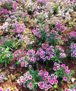 500 Mixed Chinese Pinks Seeds - China Rainbow Dianthus Chinensis Bicolor Flower - Image 12