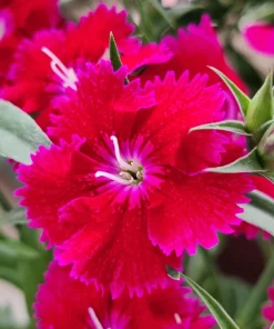 500 Mixed Chinese Pinks Seeds - China Rainbow Dianthus Chinensis Bicolor Flower - Image 13