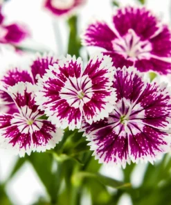 500 Mixed Chinese Pinks Seeds - China Rainbow Dianthus Chinensis Bicolor Flower - Image 2