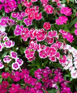 500 Mixed Chinese Pinks Seeds - China Rainbow Dianthus Chinensis Bicolor Flower - Image 3