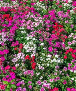 500 Mixed Chinese Pinks Seeds - China Rainbow Dianthus Chinensis Bicolor Flower - Image 4