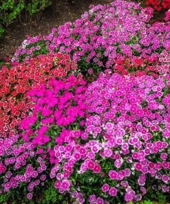 500 Mixed Chinese Pinks Seeds - China Rainbow Dianthus Chinensis Bicolor Flower - Image 5