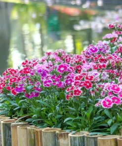 500 Mixed Chinese Pinks Seeds - China Rainbow Dianthus Chinensis Bicolor Flower - Image 6