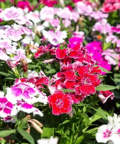 500 Mixed Chinese Pinks Seeds - China Rainbow Dianthus Chinensis Bicolor Flower - Image 7