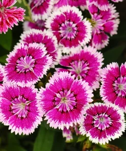 500 Mixed Chinese Pinks Seeds - China Rainbow Dianthus Chinensis Bicolor Flower - Image 8