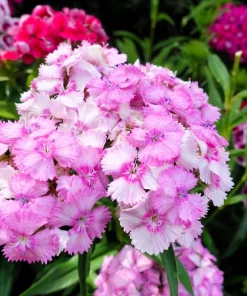 500 Mixed Chinese Pinks Seeds - China Rainbow Dianthus Chinensis Bicolor Flower - Image 9
