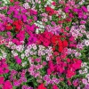 500 Mixed Chinese Pinks Seeds - China Rainbow Dianthus Chinensis Bicolor Flower - Image 1