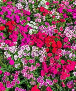 500 Mixed Chinese Pinks Seeds - China Rainbow Dianthus Chinensis Bicolor Flower - Image 1