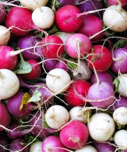 500 Mixed Colors Easter Egg Radish Seeds - Raphanus Sativus Vegetable Seeds - Image 2