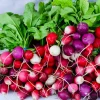 500 Mixed Colors Easter Egg Radish Seeds - Raphanus Sativus Vegetable Seeds - Image 1