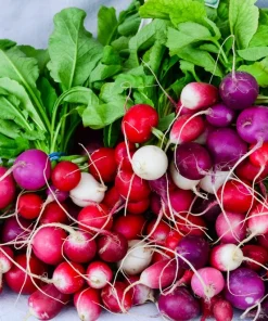 500 Mixed Colors Easter Egg Radish Seeds - Raphanus Sativus Vegetable Seeds - Image 1