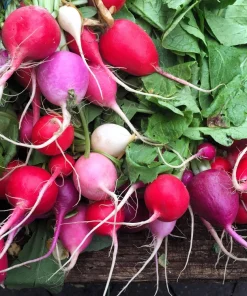 500 Mixed Colors Easter Egg Radish Seeds - Raphanus Sativus Vegetable Seeds - Image 3
