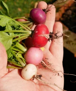500 Mixed Colors Easter Egg Radish Seeds - Raphanus Sativus Vegetable Seeds - Image 4