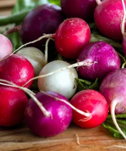500 Mixed Colors Easter Egg Radish Seeds - Raphanus Sativus Vegetable Seeds - Image 5