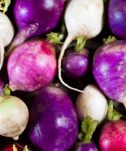 500 Mixed Colors Easter Egg Radish Seeds - Raphanus Sativus Vegetable Seeds - Image 6